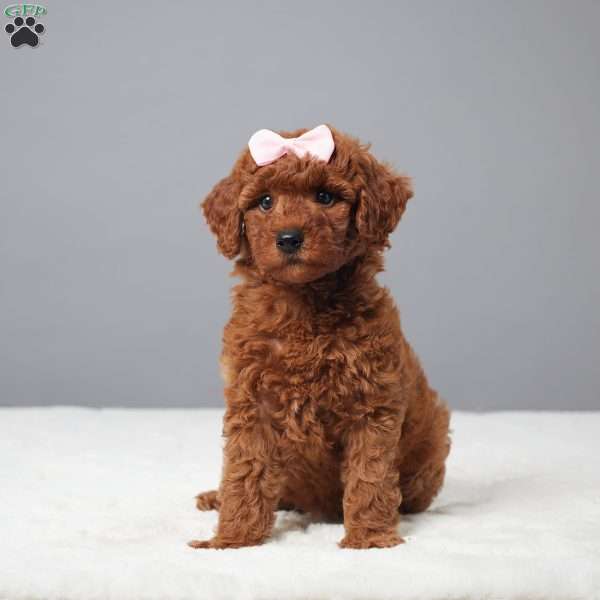 Brynn, Miniature Poodle Puppy